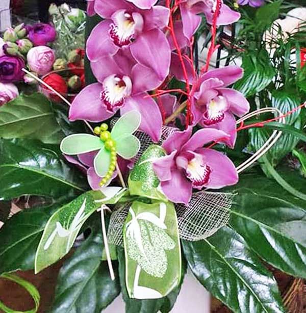 Plantas