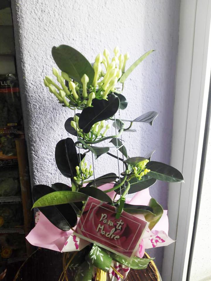 Arte Floral Rabel en Lugo