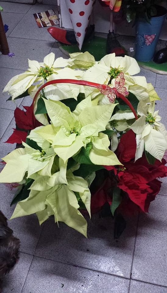 Arte Floral Rabel en Lugo