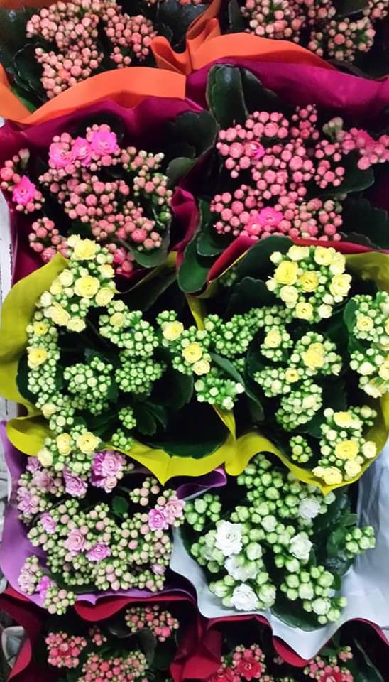 Arte Floral Rabel en Lugo