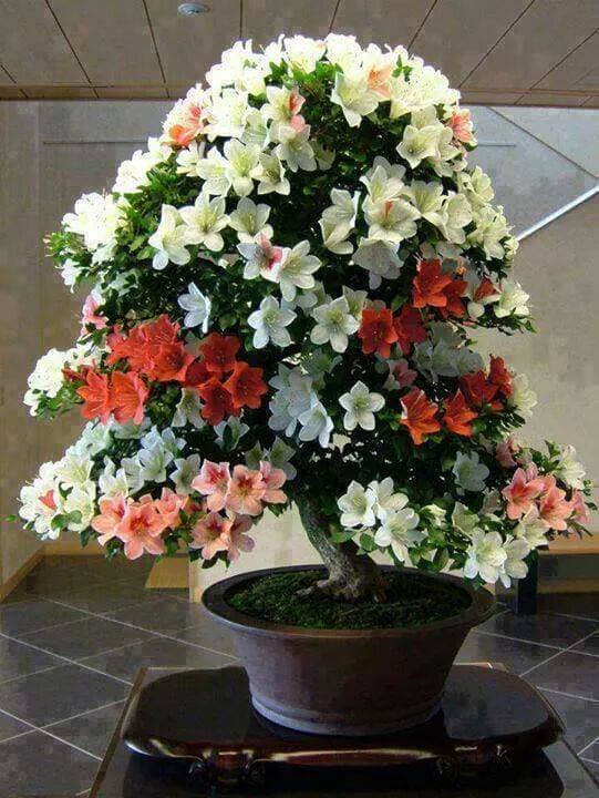 Arte Floral Rabel en Lugo